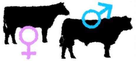 50,000 cattle to be given1.25 lakh doses sex-sorted semen in Assam