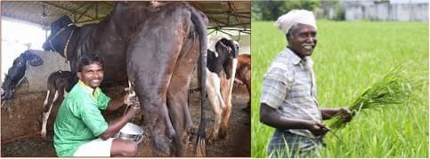 Dairy Entrepreneurship Development Scheme in Chhattisgarh