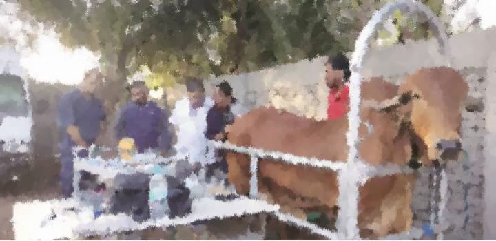 Animal husbandry department is looking at creating Cow factories in India