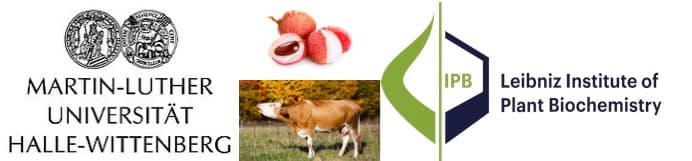 Cows pass on Hypoglycin A toxin found in Lychee and maple tree to milk