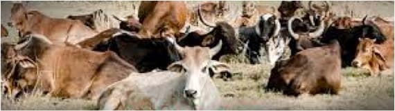 Genomic selection in Gujarat launched jointly by NDDB and GCMMF