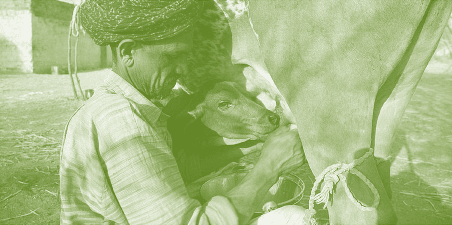 How could export of SMP save the dairy farmer and the industry