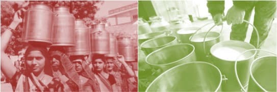 Milk procurement up by 14% in Gujarat through the pandemic