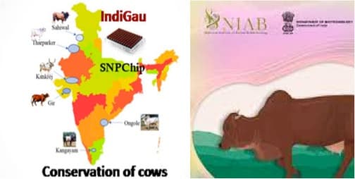 India’s first cattle genomic chip launched in Telangana