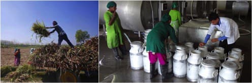 Dairy, MSP and FCI: Myths and realities