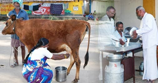 The toil behind smiles of dairy farmers in Karnataka-KMF story during Covid