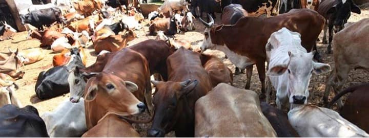 Check monitoring of environmental norms by dairies : NGT directs CPCB