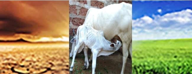 Improving Horeca ignites hopes for dairy sector to be in black in 2021