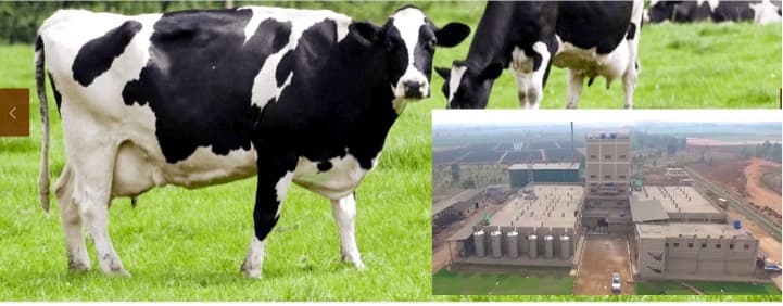 Not afraid of A2 milk storm, Vachan milk upbeat on Holstein