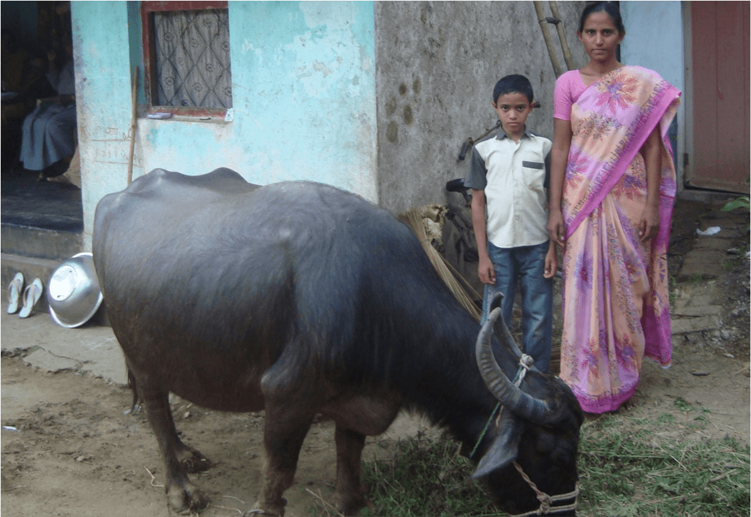 Dairy farmers request AP Govt to supply high yielding dairy cattle