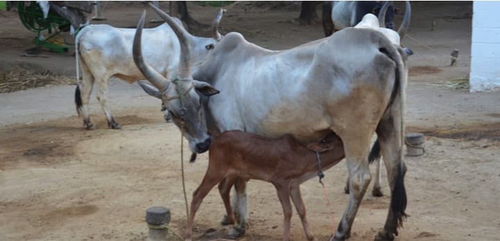 New Project to Increase Production Capacity of Kangayam Cows