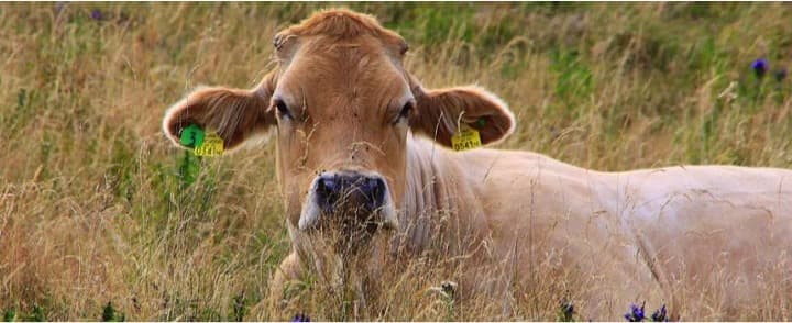 Lumpy skin disease spreads in AP, cattle population at risk