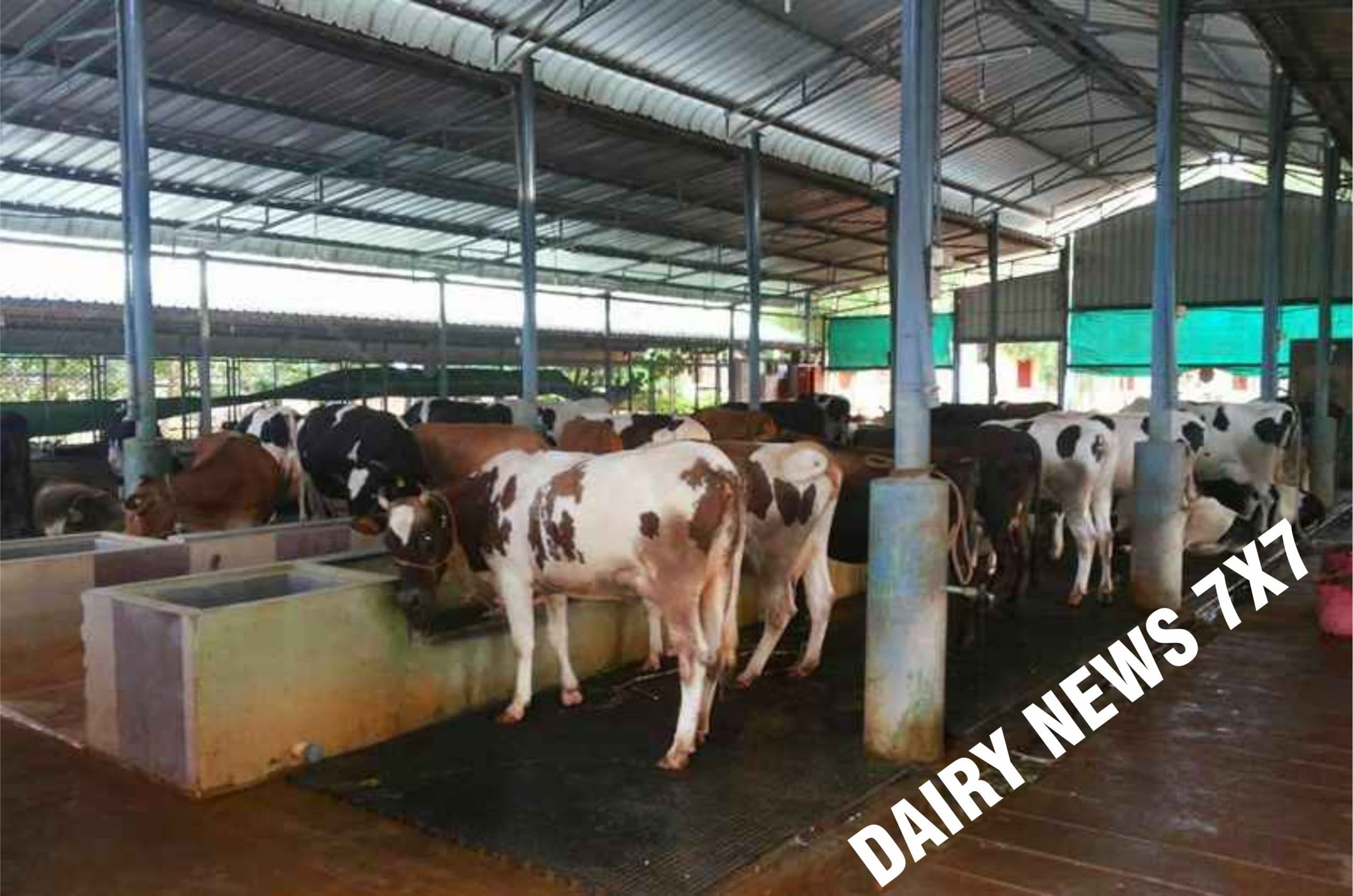 Nandini is slapping milk holidays on Poor dairy farmers in Karnataka