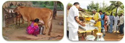Around 30% of Milk cooperative societies in Tamil Nadu are dormant