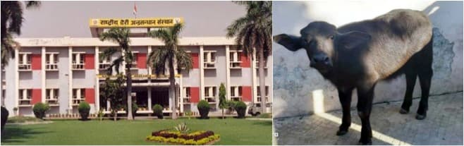 NDRI Developed Buffalo Calf ‘Tejas’ For High Milk Yield using Clone Technology