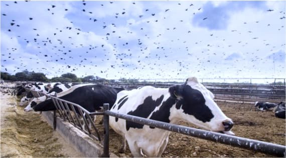 US dairy industry on edge as more cattle test positive for HPAI