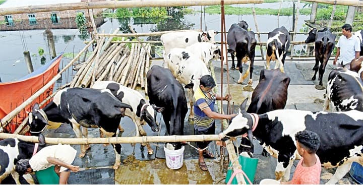 DAIRY NEWS Dairy Farmers in Bangladesh facing floods as lethal as a second wave after Covid: