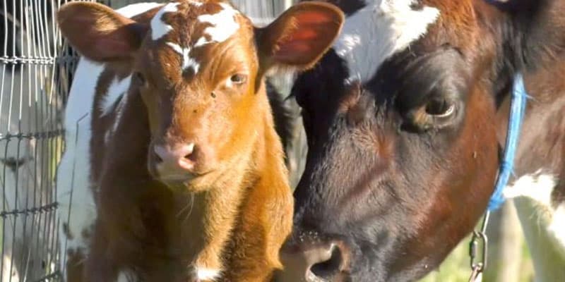 DK Milk Union earmarked Rs 6 crore for cattle insurance scheme.