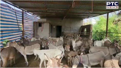Donkey milk offered online at Rs 5,000 per litre in Gujarat