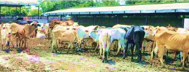 NGT brings Guashalas and dairy farms under Pollution control Board mandate