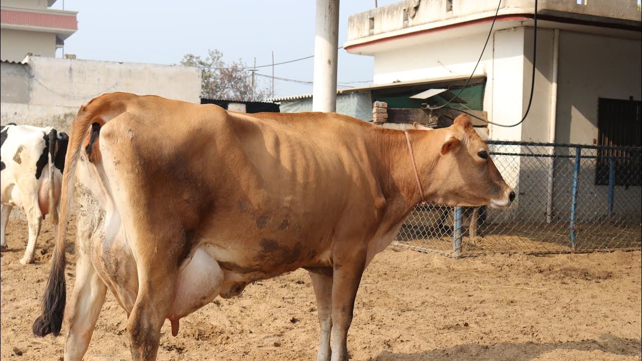 Punjab Dairy industry in crisis amid lockdown