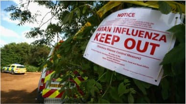 Bird Flu (H5N1) Explained: Study Suggests Drinking Infected Milk Could Spread Disease