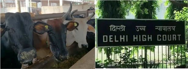Delhi HC directs action against use of oxytocin in dairy colonies