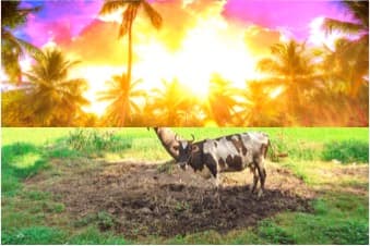 Dairy farmers face unprecedented crisis in Kerala due to heat