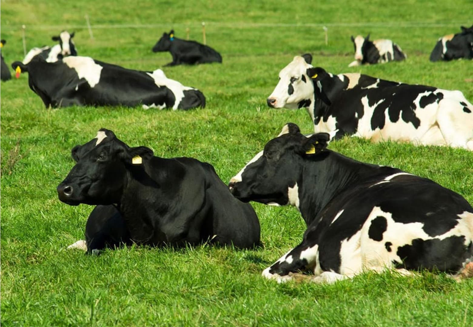 U.S. milk production was less than year-ago levels