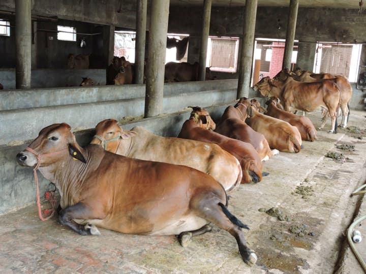 Disease-free production system in India's dairy industry