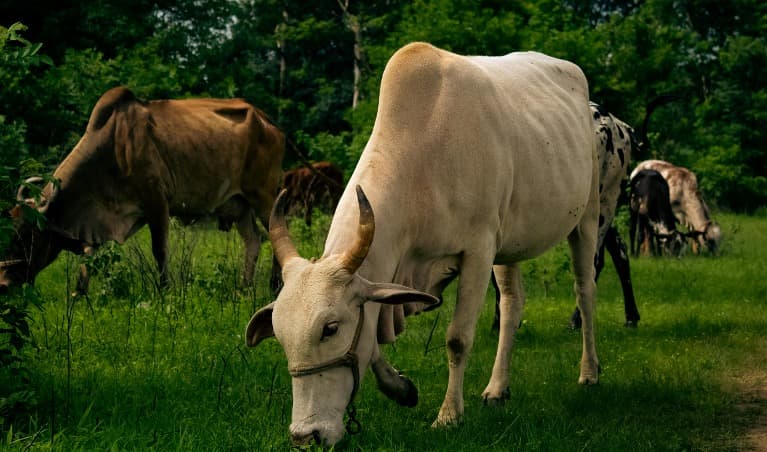 Discovering the holistic impact of free-range grazing on cows