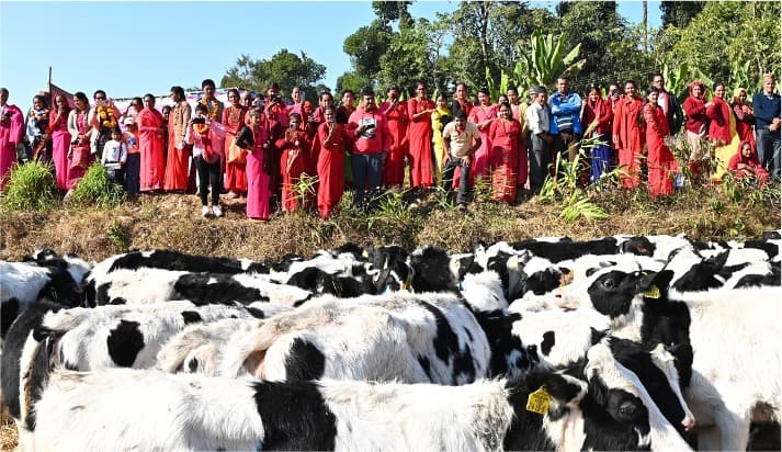 Milky way' project: Korean cows propel Nepal’s milk production sixfold