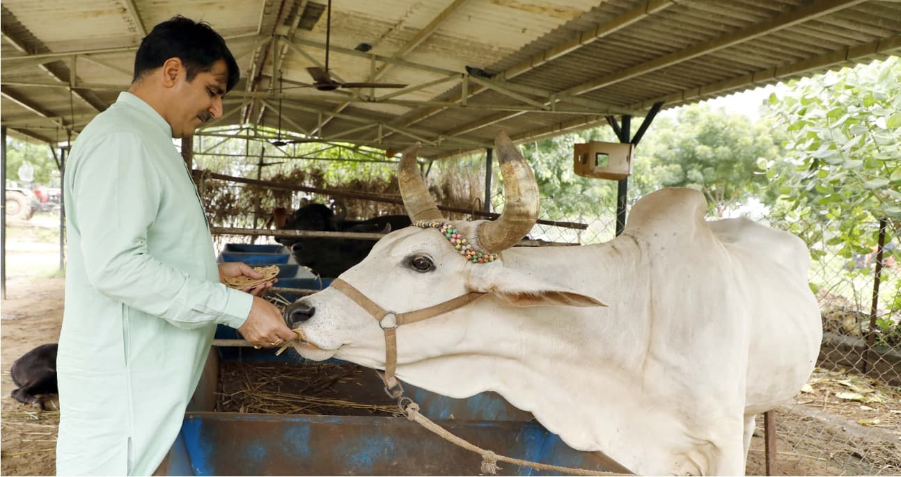 Banas Dairy Pledges 30% Methane Cut in Major Climate Push