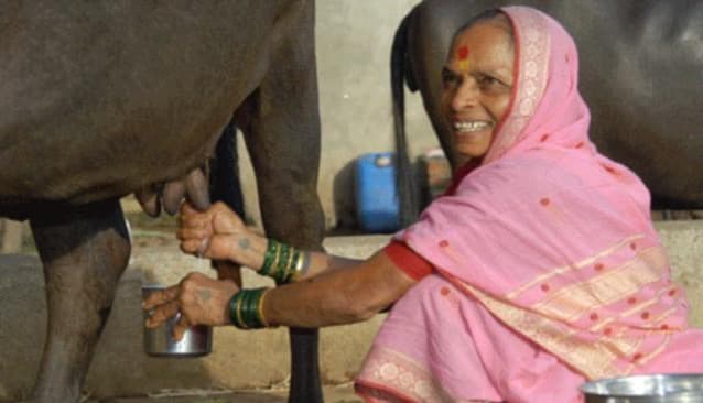 Gokul Dairy boosts milk prices and aids small dairies