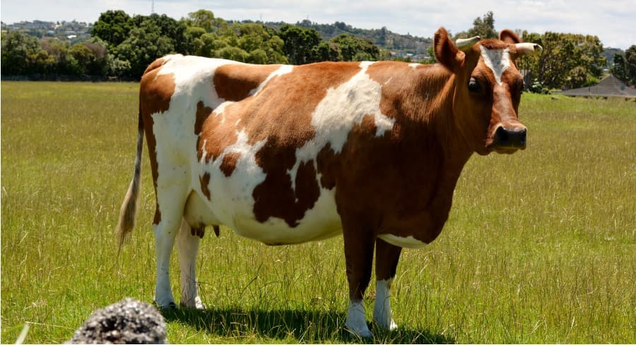 NZ Dairy Structure: One Major Firm, Strong Follower & Niche Players