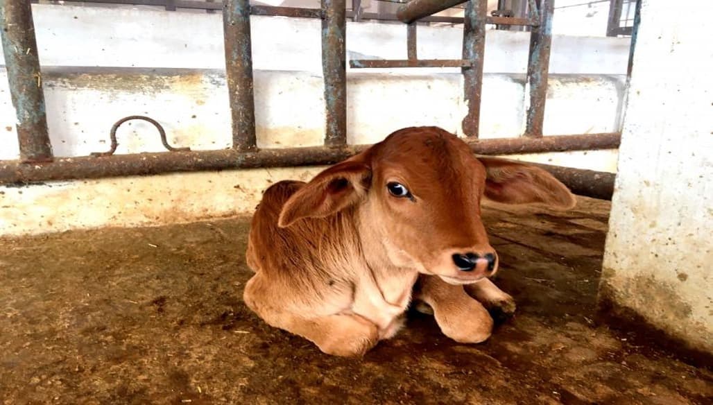 Milk vs Starter: Balancing Calf Growth and Feed Choices