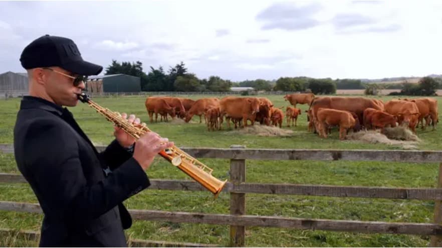 Do cows really “love” jazz? What science says