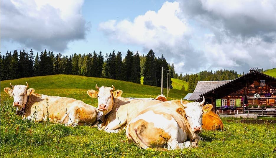 Swiss Milk Glut Sends Warning Signal to Global Dairy Sector