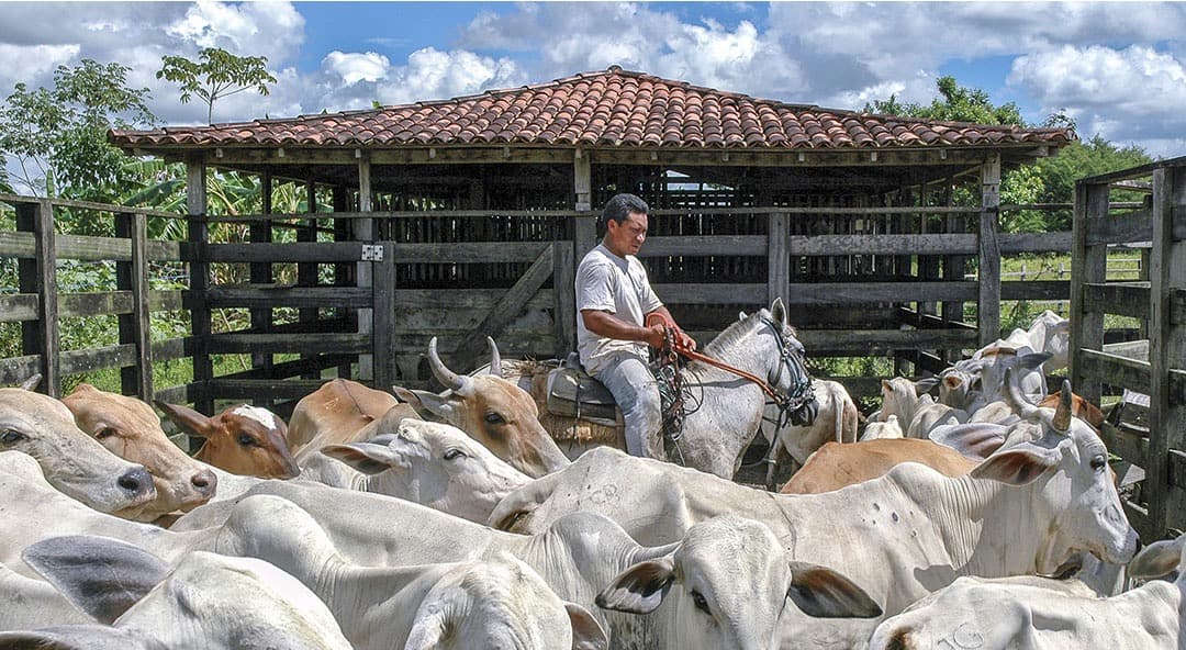 Brazil Milk Output Hits Record as Farm Prices Fall