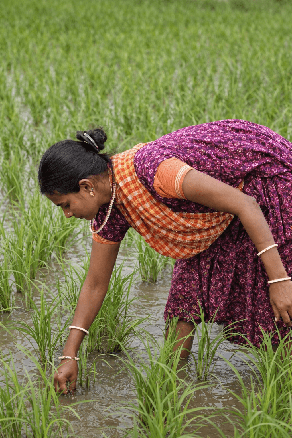 Ludhiana Spring Maize Area Drops on Water Concerns