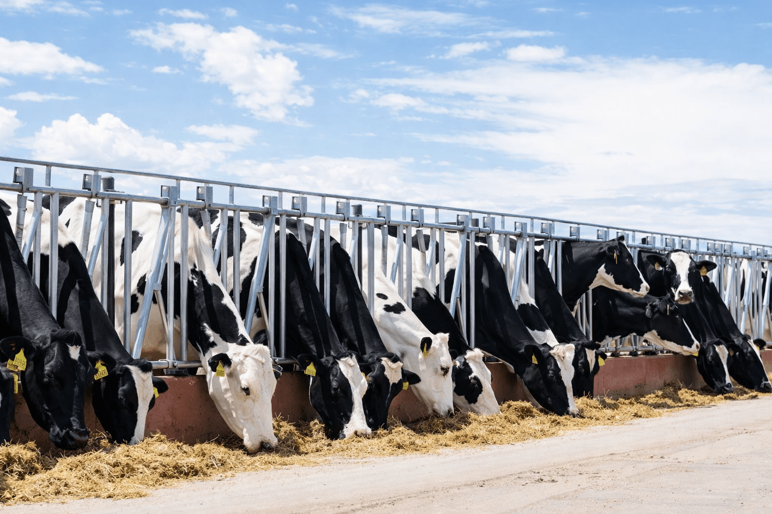 U.S. Milk Boom Driven by Cow Surge
