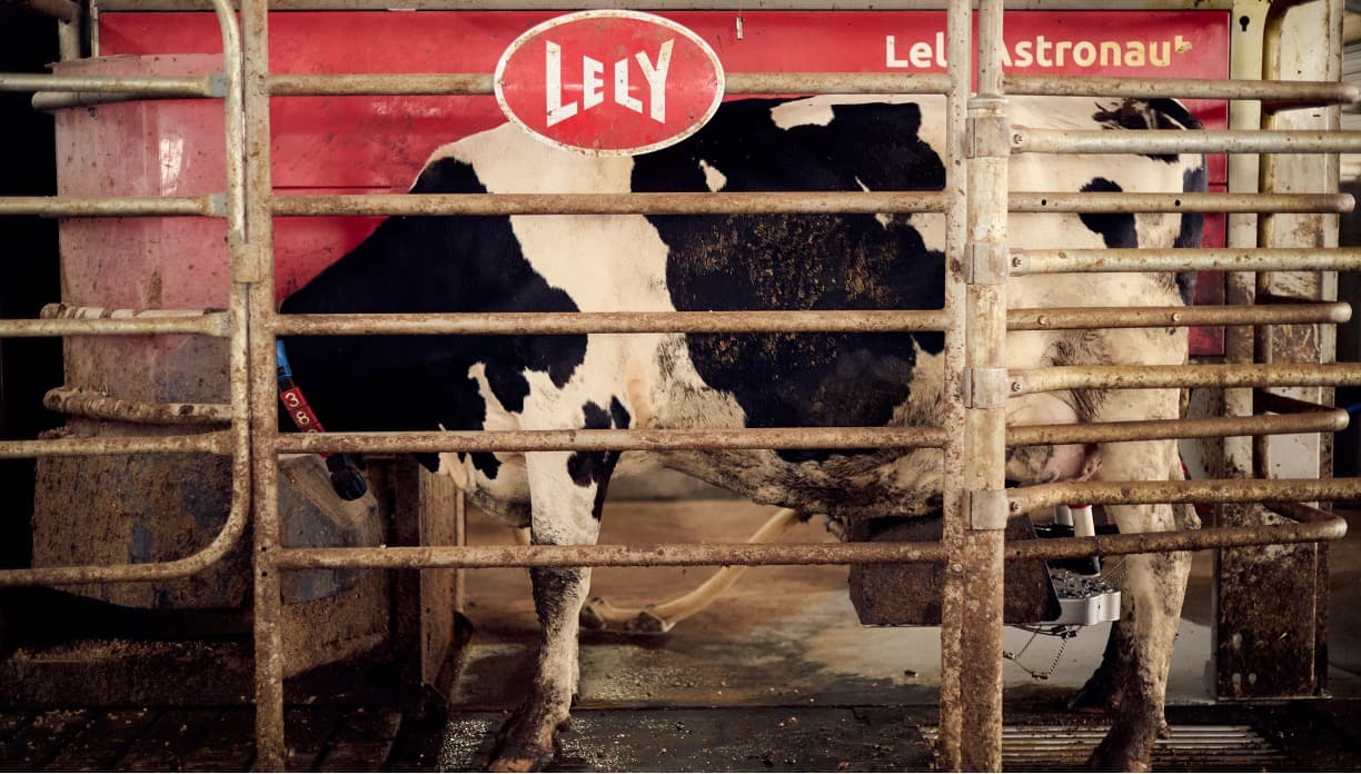 Australian Dairy Robots Meet Cows’ First Day Resistance