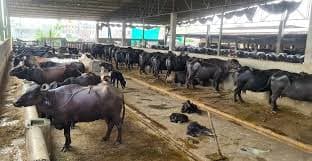 Ludhiana Dairies Raise Milk Prices ₹5/Litre