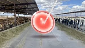 Embryo Strategy Drives Shift to Holsteins