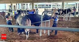 Sex-Sorted Semen Push to Boost Milk Output