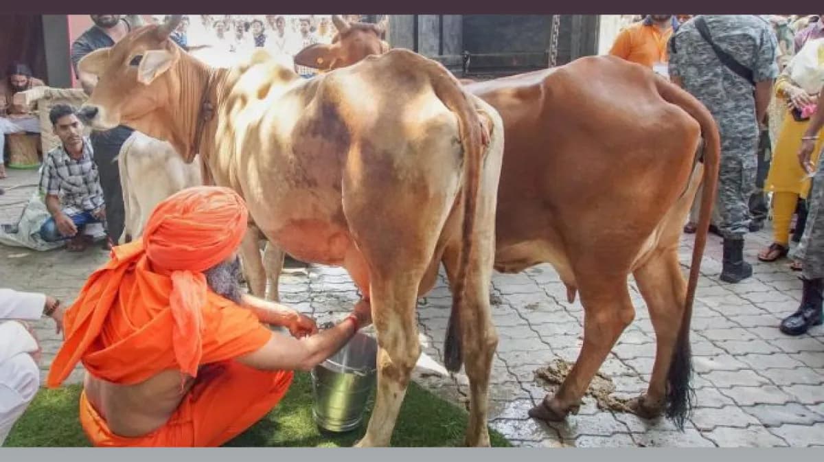 UP Launches Dairy Master Plan for Indigenous Breeds
