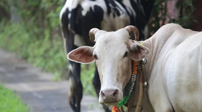 NDDB’s GauSort Boosts Female Calf Births