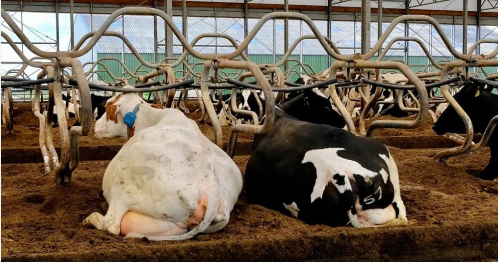 Qatar–Algeria Push $3.5B Dairy Project