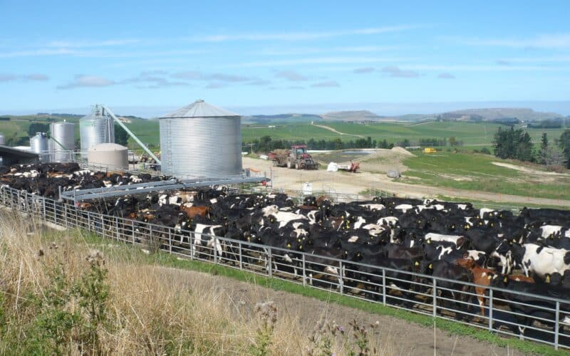NZ Dairy Sector Flags Gaps in India FTA