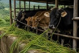 Centre Boosts Mizoram Dairy Sector Growth